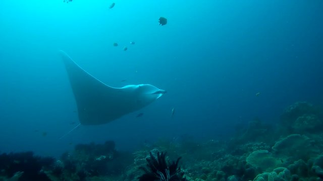 Giant oceanic manta ray - Manta birostris, Floats in blue water over a coral reef, Oceania, Indonesia,  Southeast Asia

