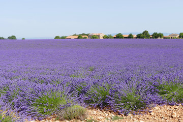 Fototapeta premium Lavendelfelder der Provence