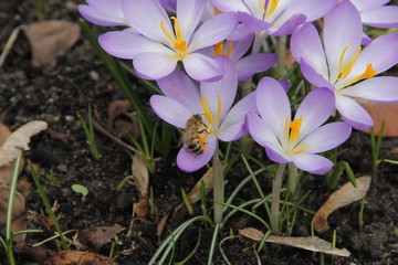 Krokus Krokusse Crocus mit Biene zu Istern