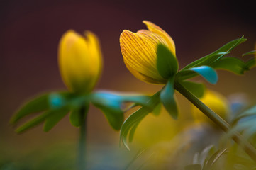 Springtime - Yellow flower closeup with shallow depth of field - Eranthis hyemalis - early signs of spring