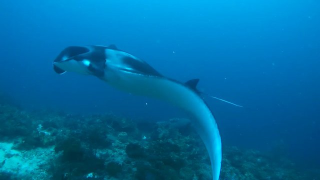 Giant oceanic manta ray&nbsp;- Manta birostris, Floats in blue water over a coral reef, Oceania, Indonesia,  Southeast Asia

