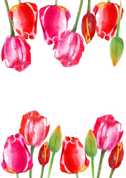 Floral frame of a tulip flowers.Watercolor hand drawn illustration.Garden flowers on a white background.