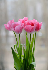pink tulips