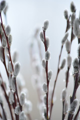 Willow flowers © Photobank