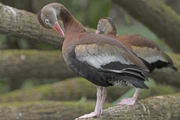 Black-Bellied Whistling Duck