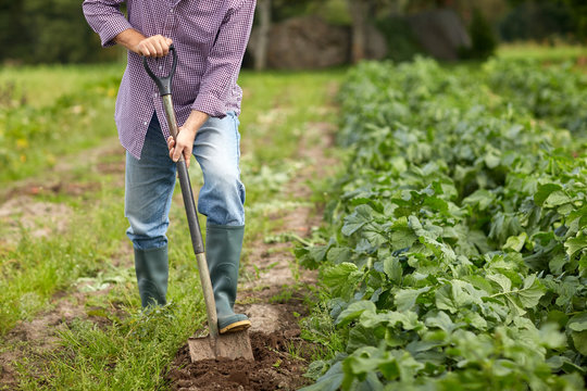 senior man with shovel digging garden bed or farm