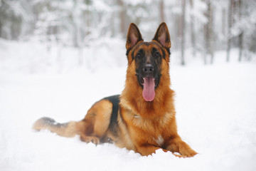 Young German Shepherd dog lying down on a snow in winter forest