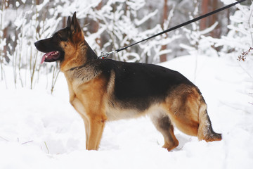 Young German Shepherd dog staying outdoors on a snow in winter forest