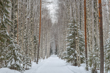 Road in winter forest, park in snow