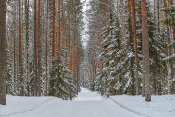 Road in winter forest, park in snow