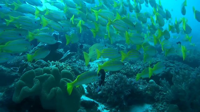 school of fish, Bluestripe Snapper - Lutjanus kasmira swim over a coral reef, Oceania, Indonesia, Southeast Asia
