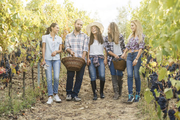 group of people harvesting grapes in a vineyard