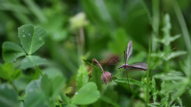 a mosquito in the middle of a green vegetation in nature