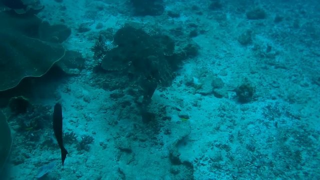 Ogilbys Wobbegong or Tasselled wobbegong shark - Eucrossorhinus dasypogon, swims over a coral reef, Oceania, Indonesia,  Southeast Asia
