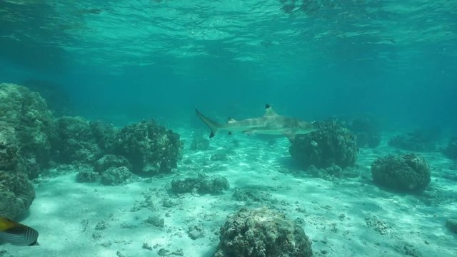 Motionless underwater seascape in a lagoon with blacktip reef sharks and tropical fish, French Polynesia, Pacific ocean, Huahine island
