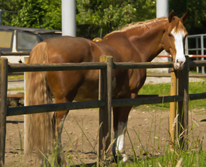 sguardo del cavallo