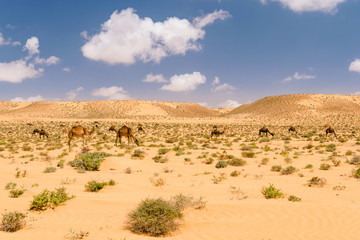 Herd of Arabian camels in the desert, Morocco 