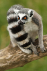 Madagascan Ring Tailed Lemur