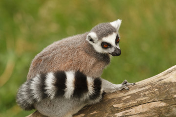 Naklejka na ściany i meble Madagascan Ring Tailed Lemur