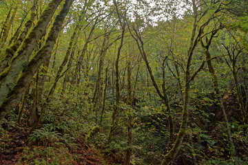 Oregon Forest