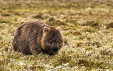 wombat near cradle mountains