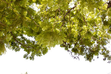 group of treetop and green leaf with sky from park
