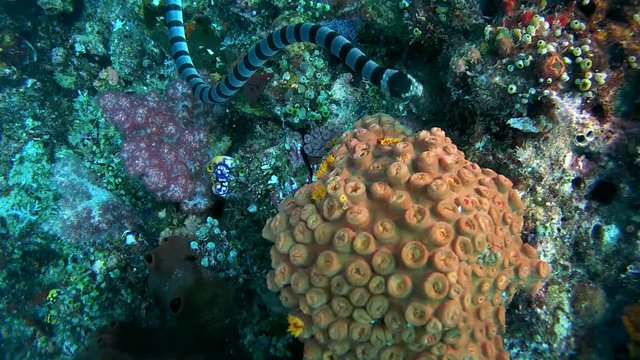 Black-banded Sea Krait or blue-lipped sea krait - Laticauda laticaudata, swims by coral reef, Oceania, Indonesia, Southeast Asia
