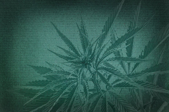 marijuana background. cannabis on a paper texture. Stock Photo | Adobe Stock