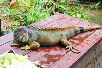 green iguana is on the boards of brown color