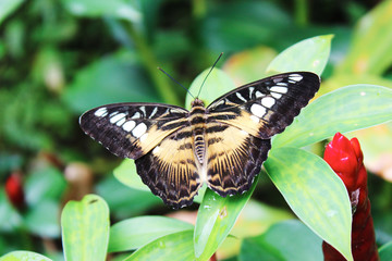 butterfly Parthenos Sylvia is sitting on a green leaf of a tropical plant in the Park