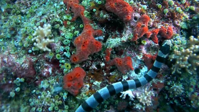  Black-banded Sea Krait or blue-lipped sea krait - Laticauda laticaudata, swims by coral reef, Oceania, Indonesia, Southeast Asia

