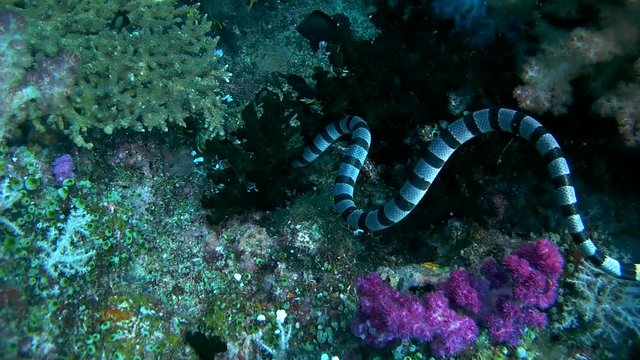  Black-banded Sea Krait or blue-lipped sea krait - Laticauda laticaudata, swims by coral reef, Oceania, Indonesia, Southeast Asia


