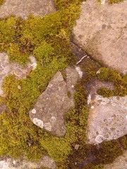 Moss on stones