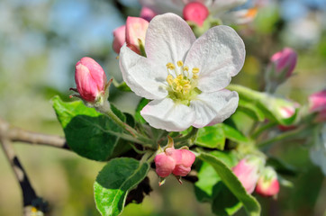 Naklejka na ściany i meble Young apple-tree flowers in the spring garden