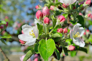 Fototapeta na wymiar Young apple-tree flowers in the spring garden