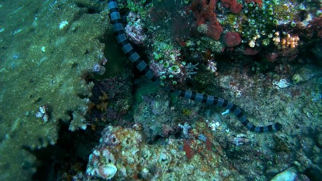  Black-banded Sea Krait or blue-lipped sea krait - Laticauda laticaudata, swims by coral reef, Oceania, Indonesia, Southeast Asia
