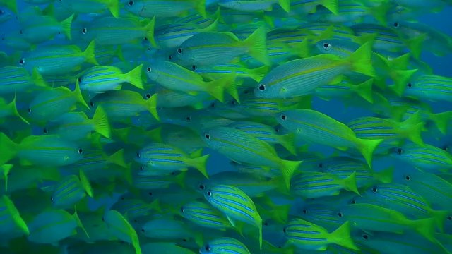  school of fish, Bluestripe Snapper - Lutjanus kasmira swim in blue water, Oceania, Indonesia, Southeast Asia
