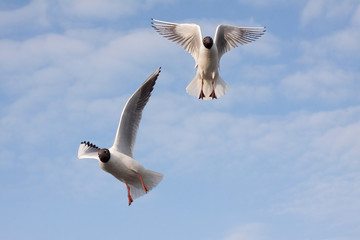 Seagulls in flight