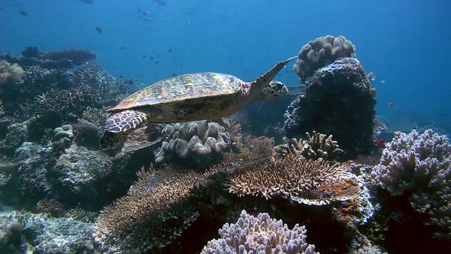  Hawksbill Sea Turtle - Eretmochelys imbricata swims by a coral reef, Oceania, Indonesia, Southeast Asia

