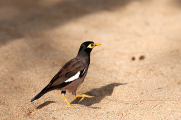 An exotic bird.
