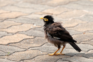 An exotic bird.