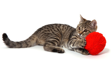 Beautiful tabby kitten with red ball for knitting
