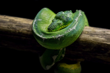 Green tree python coiled around tree branch. (Morelia viridis) 