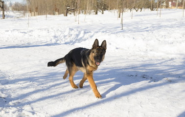 Dog runs in the winter park