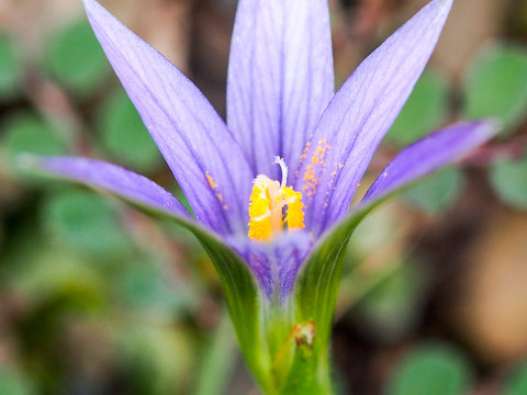 Wildflower (Romulea ramiflora)