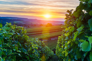 Champagne Vineyards at sunset, Montagne de Reims, France - obrazy, fototapety, plakaty