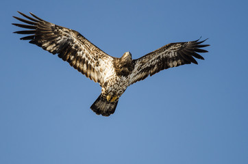 Young Bald Eagle Flying in the Blue Sky