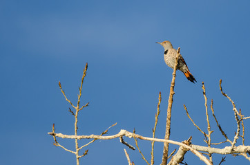 Northern Flicker Perched High in a Tree