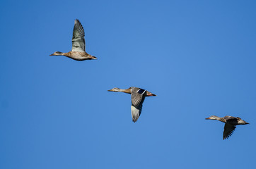 Three Mallard Ducks Flying in a Blue Sky