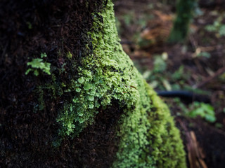 mossy tree trunk